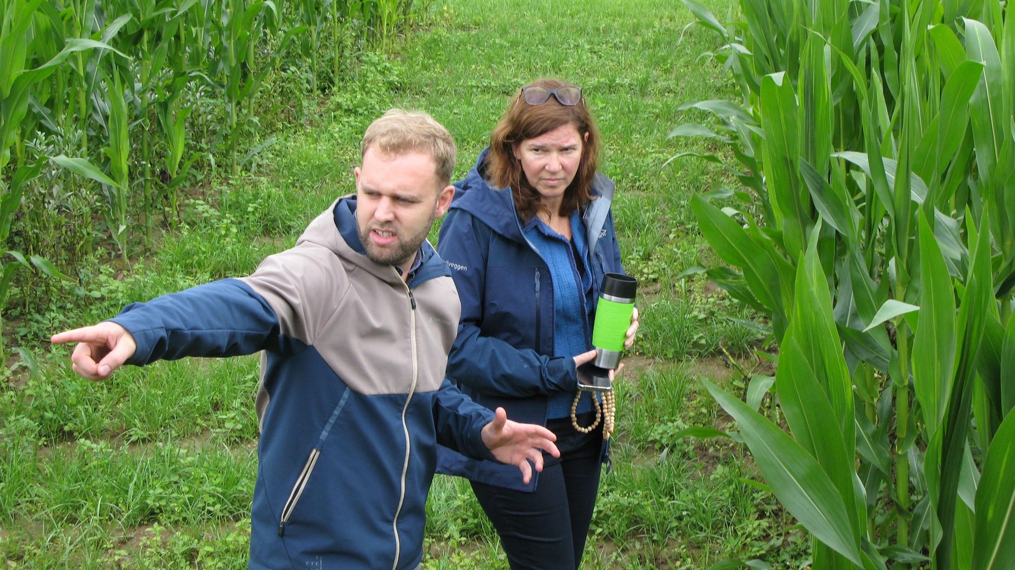 Ein Mann zeigt einer Frau Maispflanzen, die mit Ackerbohnen zusammen auf einem Feld stehen.