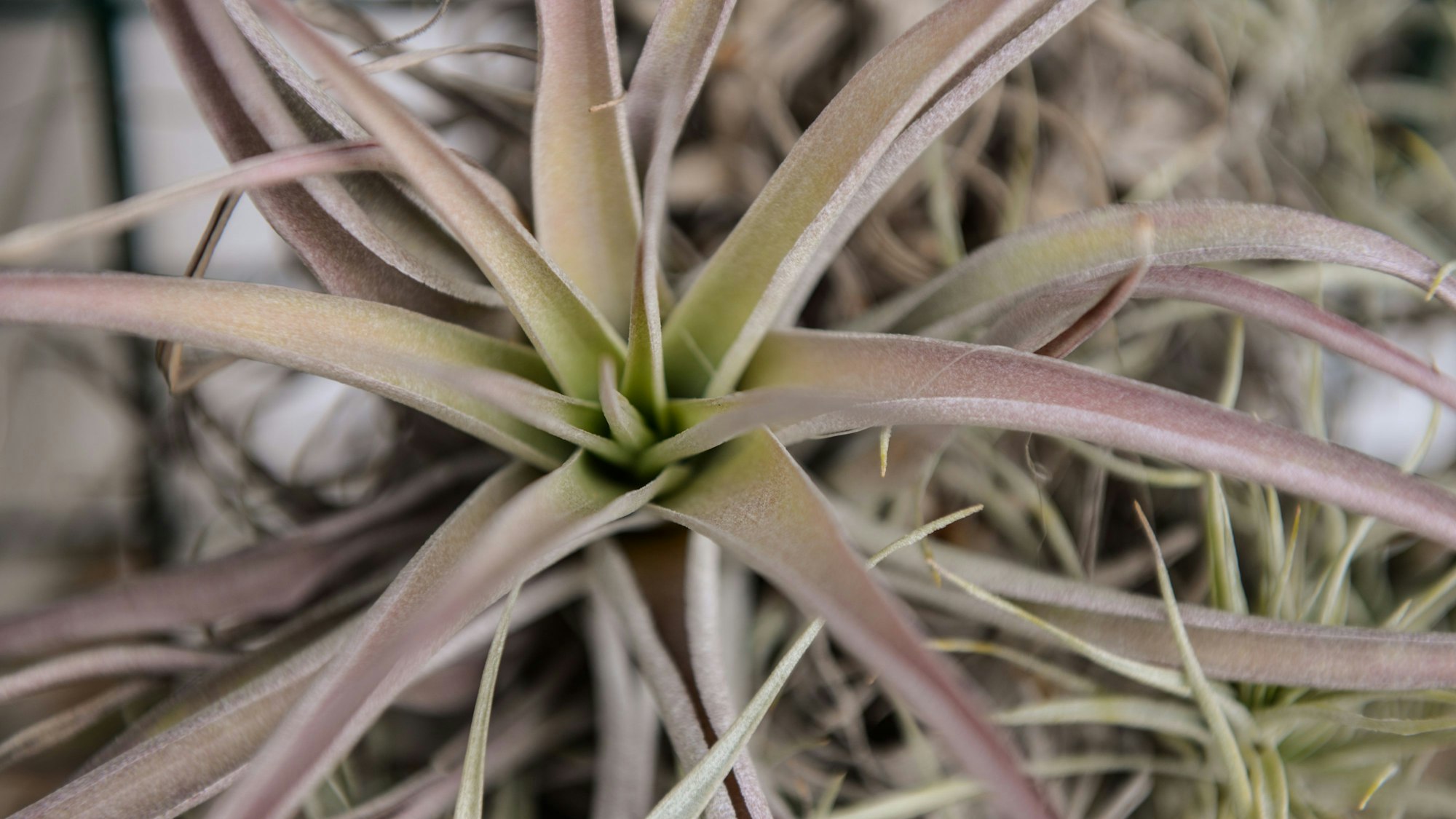 Tillandsien, auch Aufsitzerpflanzen genannt, sind geschützt.