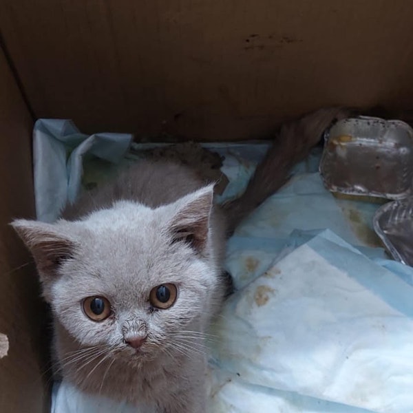 Ein Katzenjunges mit silbergrauem Fell.