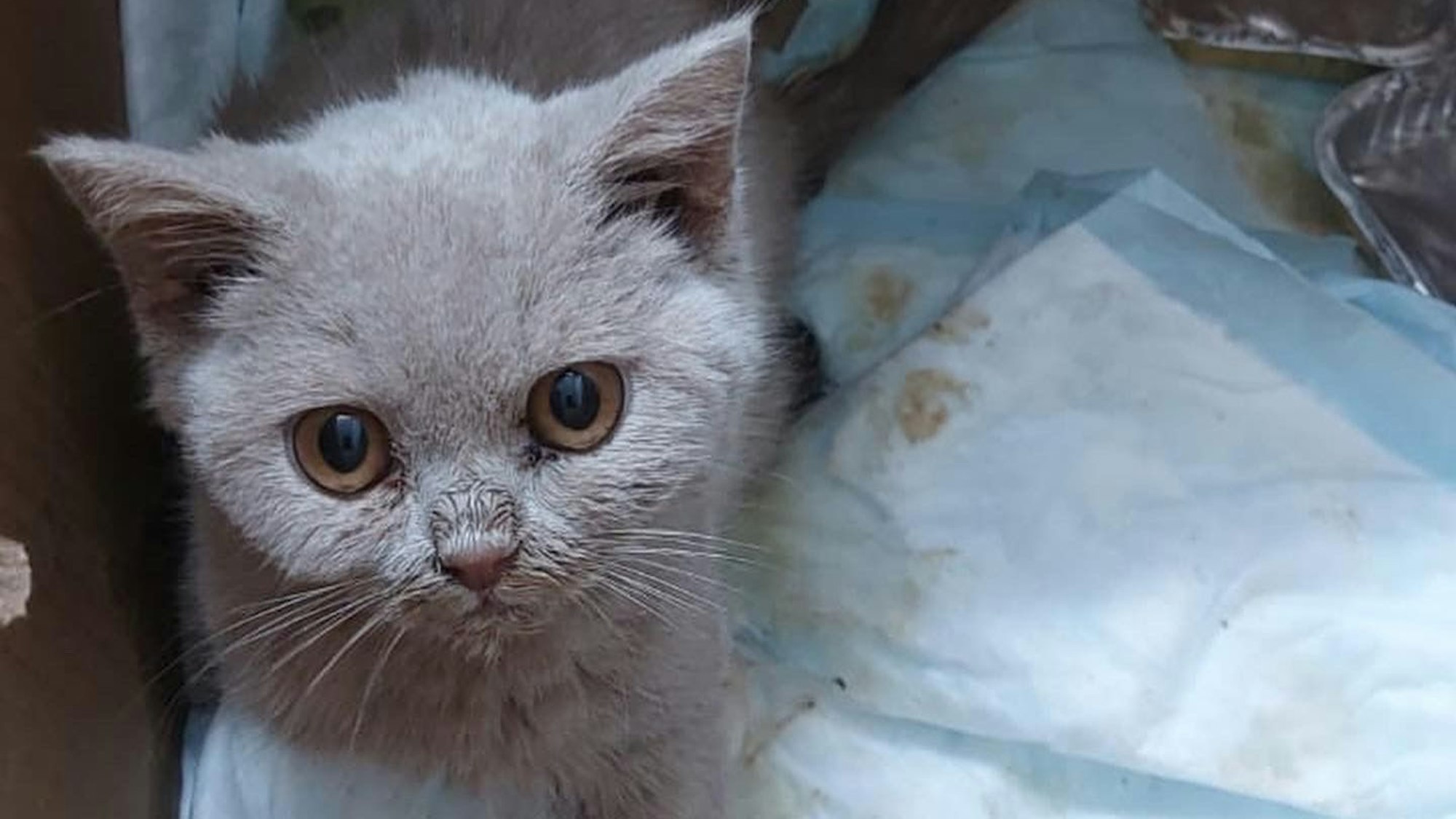 Ein Katzenjunges mit silbergrauem Fell.