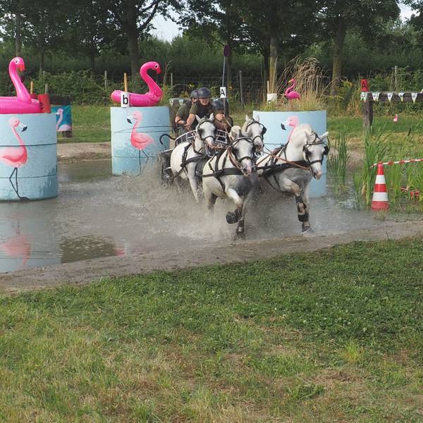 Ein Pferdegespann hat ein Hindernis, auf dem rosafarbene Gummi-Flamingos thronen, durchquert. Wasser spritzt.