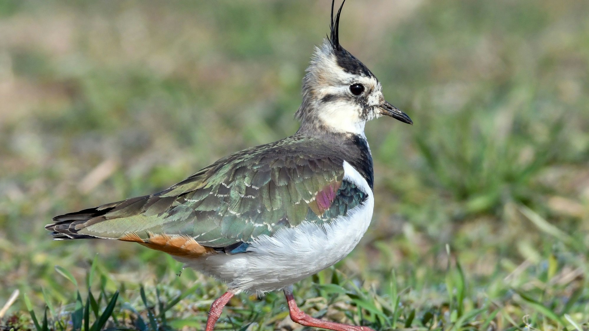 Das Archivbild zeigt einen Kiebitz, der über eine Wiese stolziert.