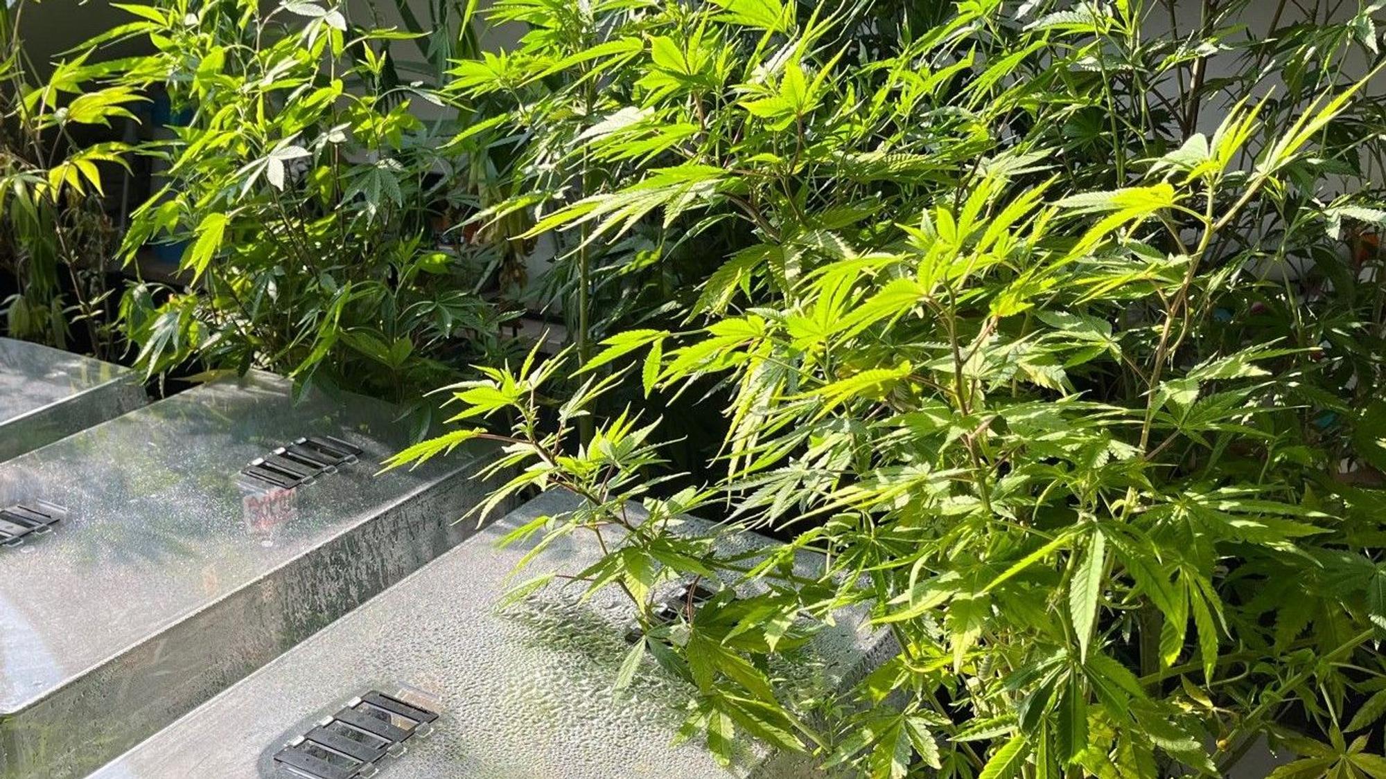 Das Bild zeigt mehrere Cannabispflanzen.