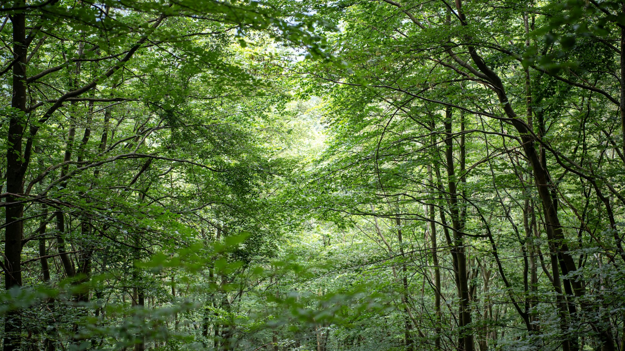 Blick in einen grünen Buchenwald.