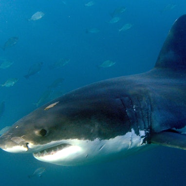 Ein großer Weißer Hai, aufgenommen im Indischen Ozean vor Gansbaai.