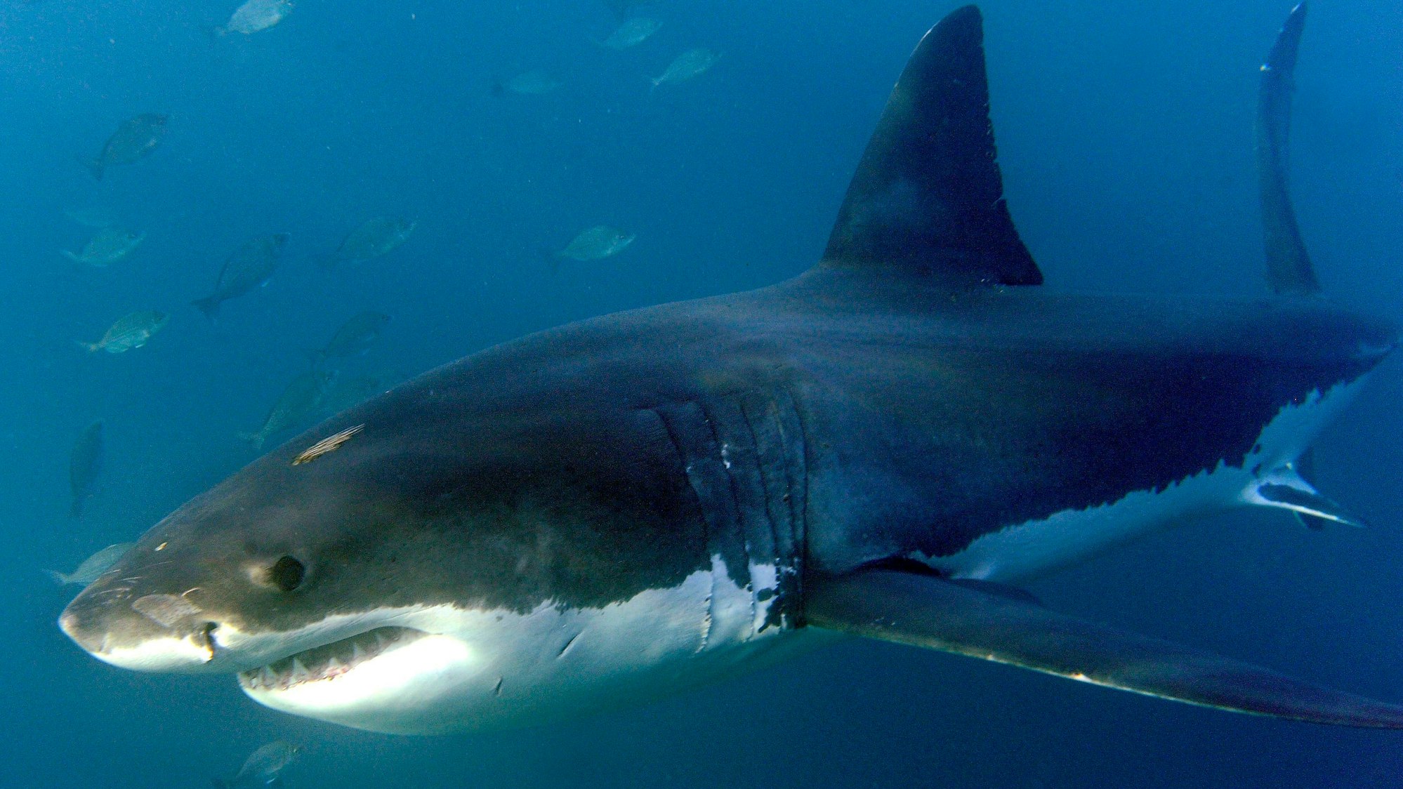 Ein großer Weißer Hai, aufgenommen im Indischen Ozean vor Gansbaai.