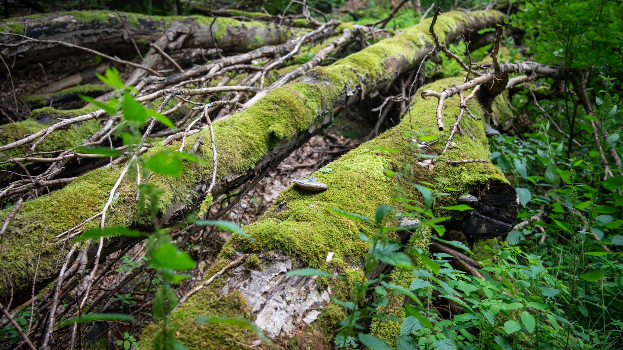 Das Bild zeigt einen umgefallenen, toten Baum.
