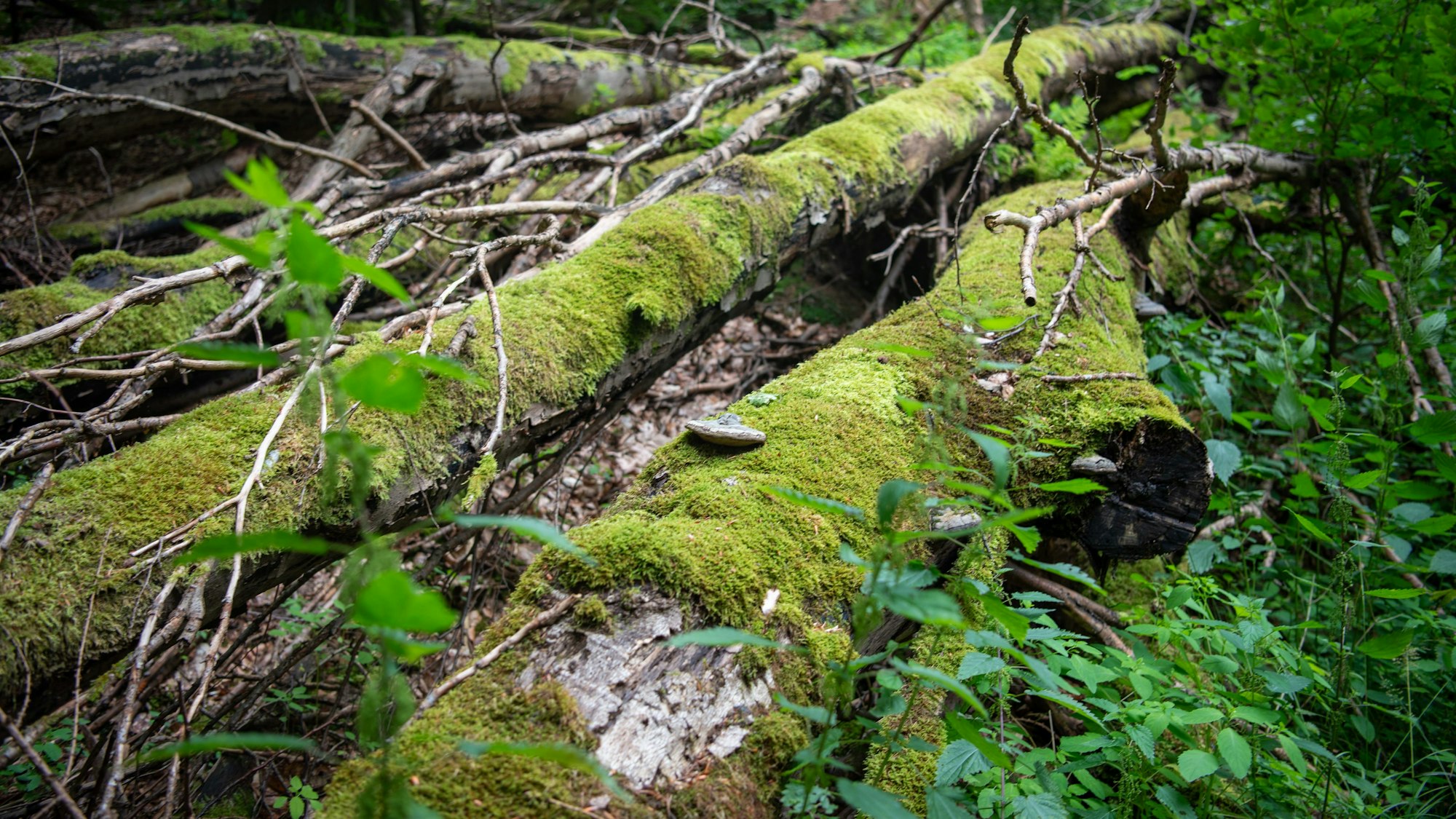 Das Bild zeigt einen umgefallenen, toten Baum.