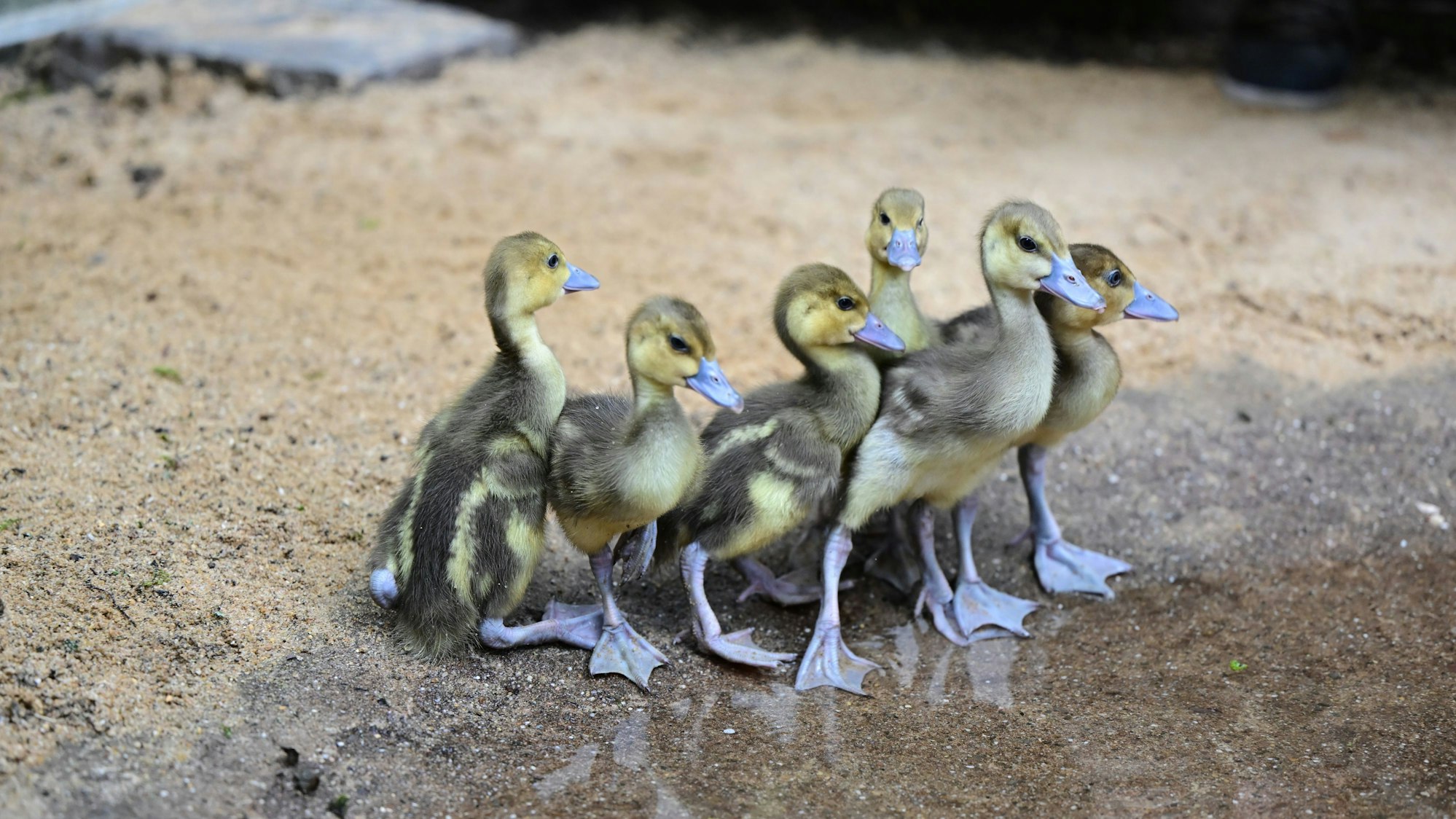 Putzige Sporngansküken gehen im neuen Aufzuchtgehege baden.