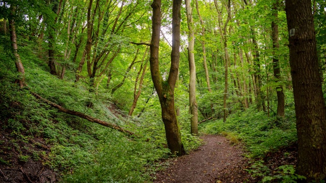 Ein Pfad führt durch einen dichten grünen Laubwald im Nationalpark Eifel.