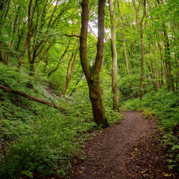 Ein Pfad führt durch einen dichten grünen Laubwald im Nationalpark Eifel.