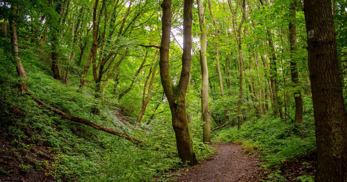 20 Jahre ziviles Vogelsang: Der Nationalpark brachte die Stille in die ...