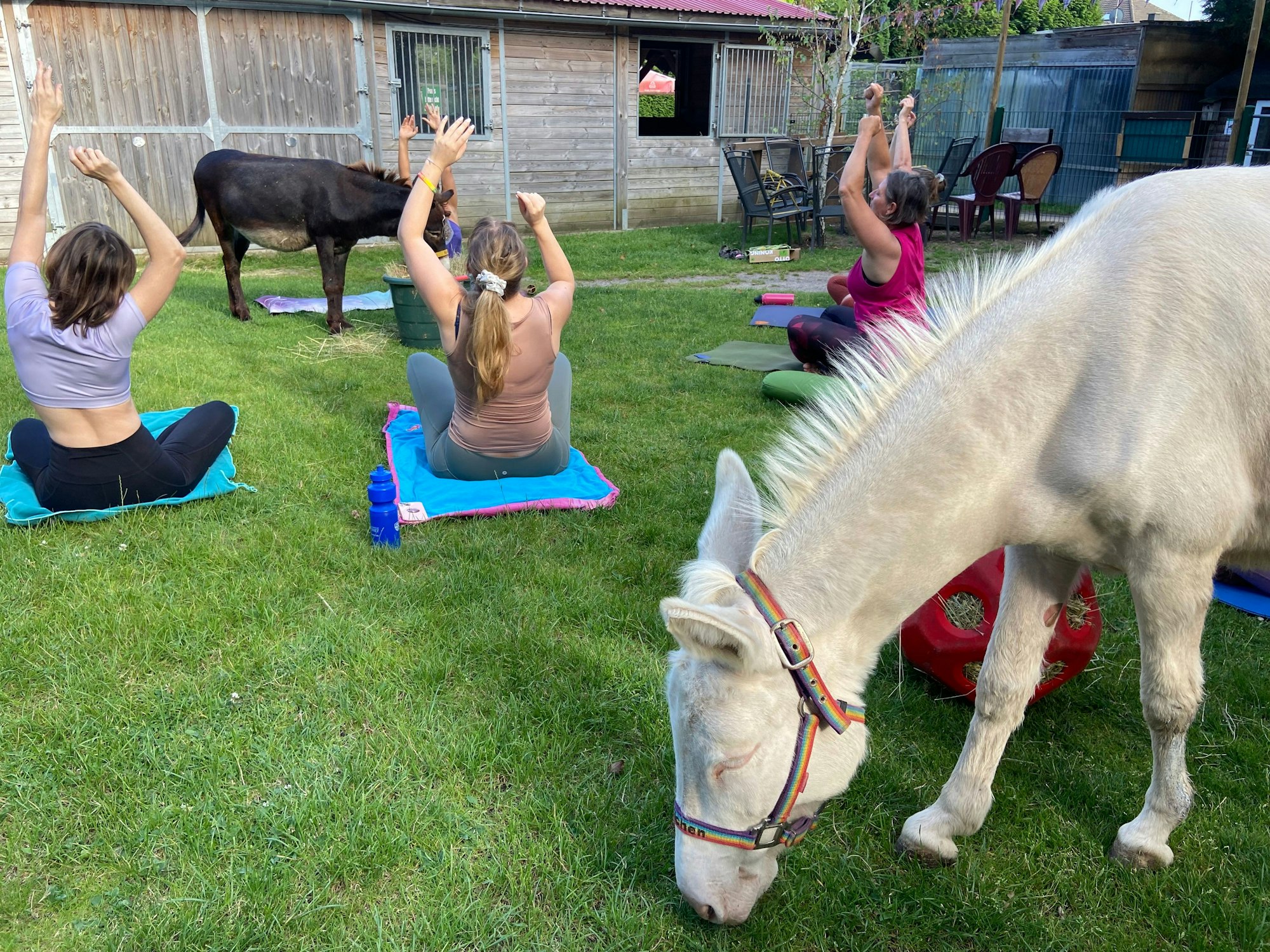 Frauen machen Yoga, dazwischen laufen Esel herum