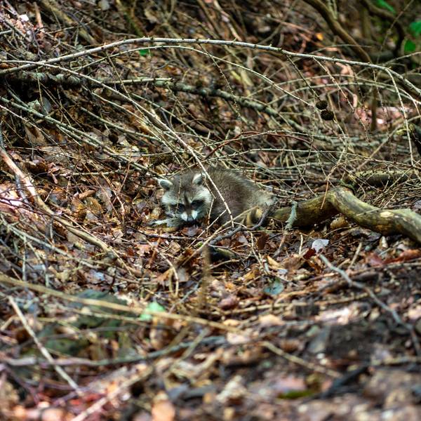 Ein kleiner Waschbär liegt zwischen Ästen und vertrocknetem Laub.