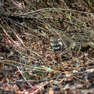 Ein kleiner Waschbär liegt zwischen Ästen und vertrocknetem Laub.