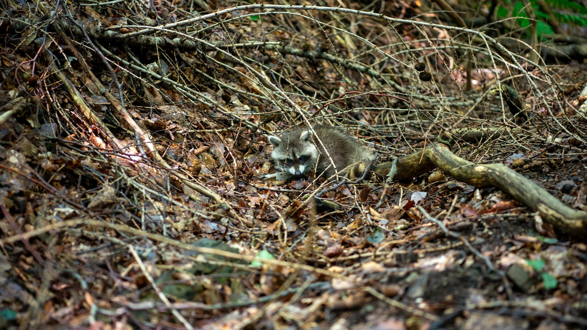 Ein kleiner Waschbär liegt zwischen Ästen und vertrocknetem Laub.