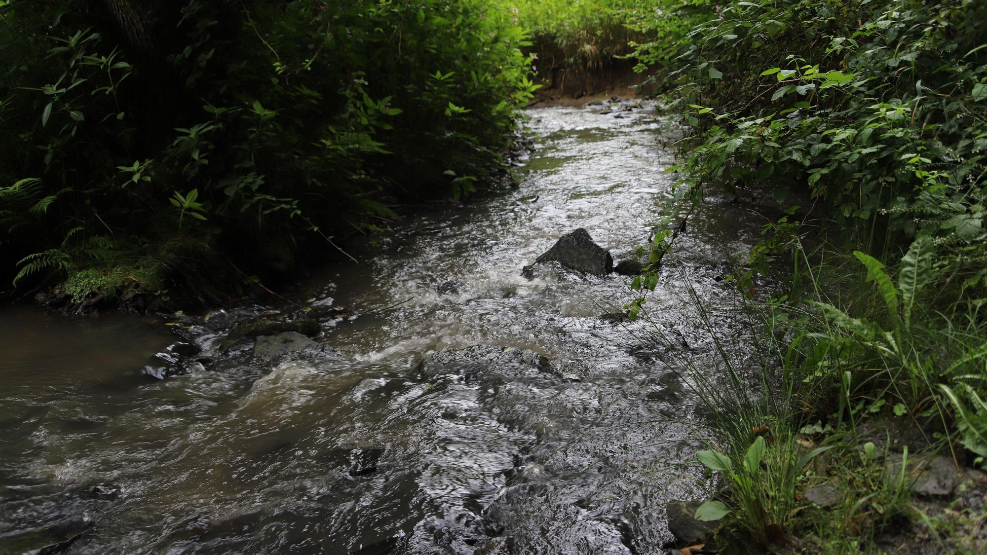 Das murmelnde Wasser des Baches ist fast immer zu hören.