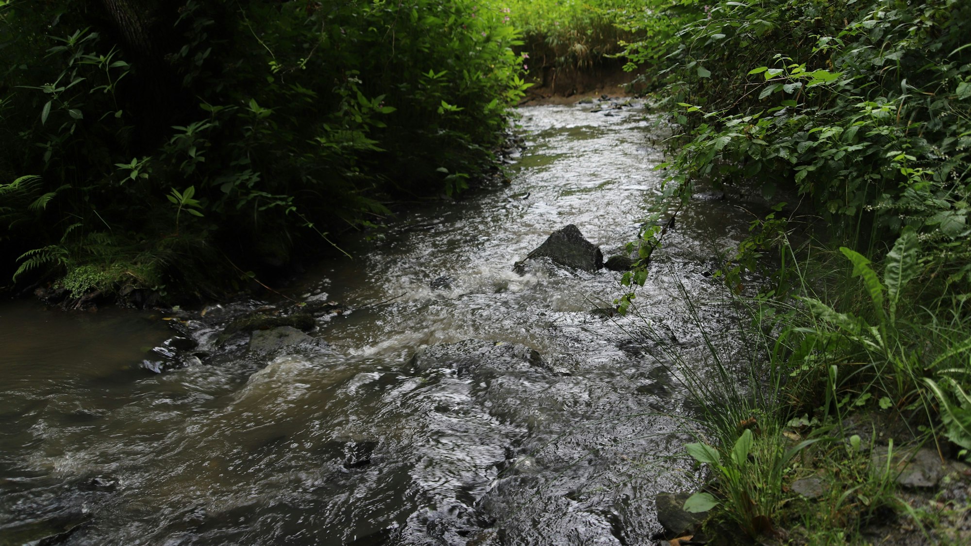 Das murmelnde Wasser des Baches ist fast immer zu hören.