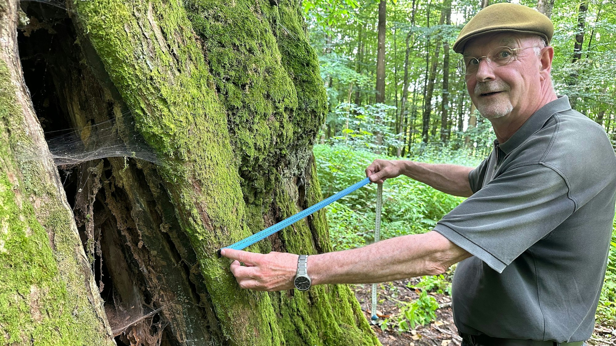 Dr. Norberrt Möhlenbruch misst den Umfang der Esskastanie: 7,20 Meter.