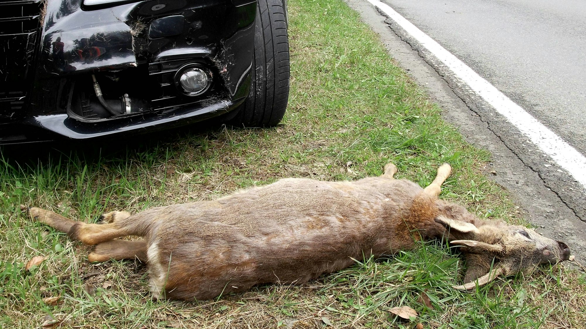 Ein toter Rehbock liegt vor einem beschädigten Auto.