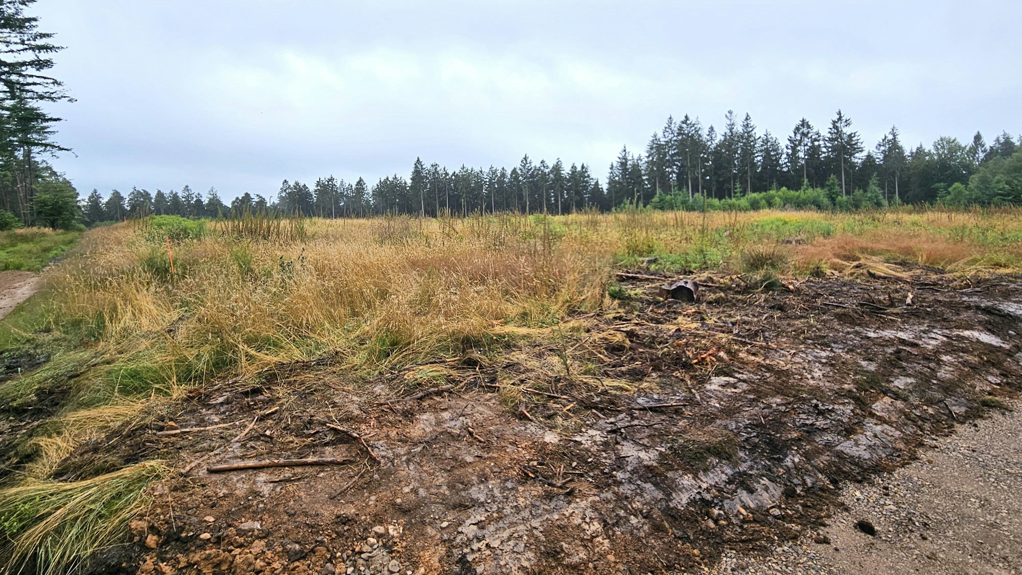 Blick auf eine große Lichtung, die von Bäumen umgeben ist.