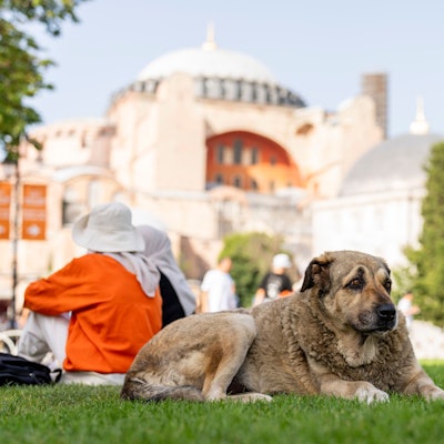 Ein streunender Hund ruht vor der byzantinischen Hagia Sophia Moschee.