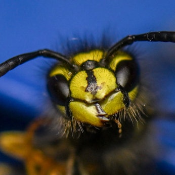 Auf der Flucht vor einem Wespenschwarm ist in Italien ein Strandurlauber gestorben. (Foto: Illustration)