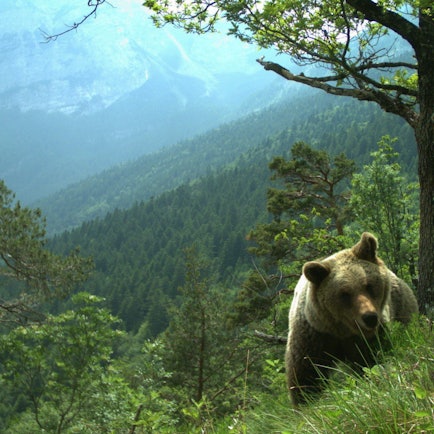 HANDOUT - 28.02.2024, Italien, Trient: Ein Bär läuft durch ein hügeliges Gebiet im Trentino (undatiertes Handout). Foto: Matteo Zeni/Servizio Faunistico/dpa +++ dpa-Bildfunk +++