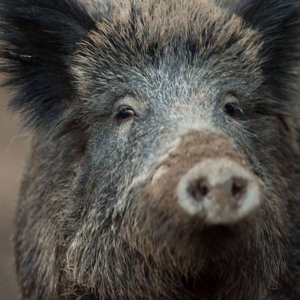 Ein Wildschwein.