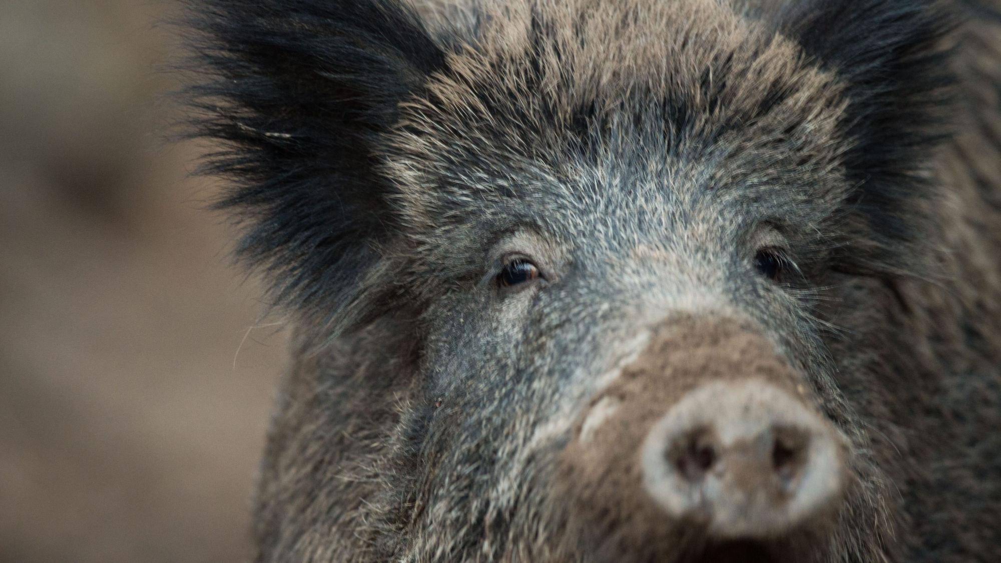 Ein Wildschwein.
