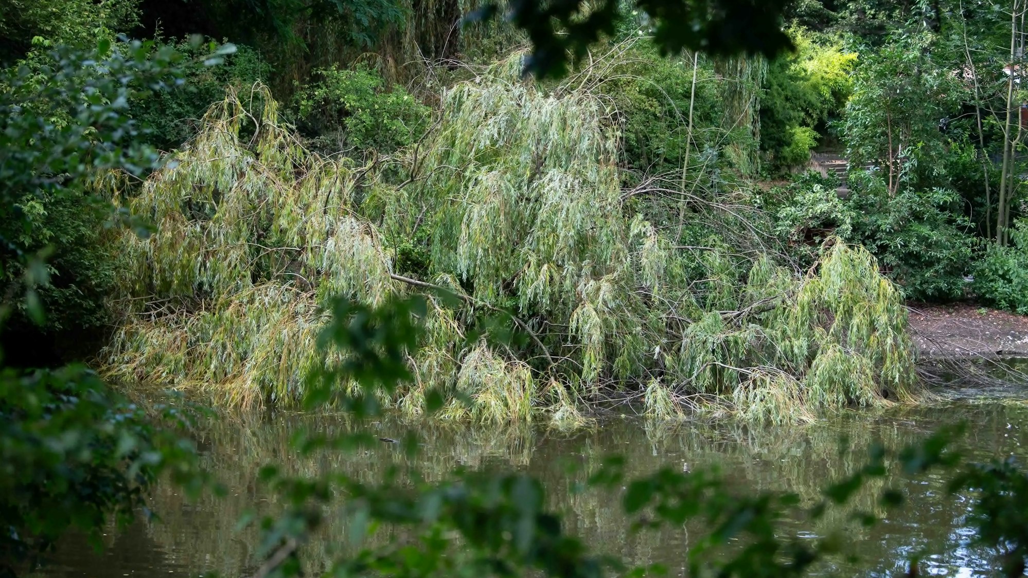 Umgestürzte Trauerweide im Schillerpark.