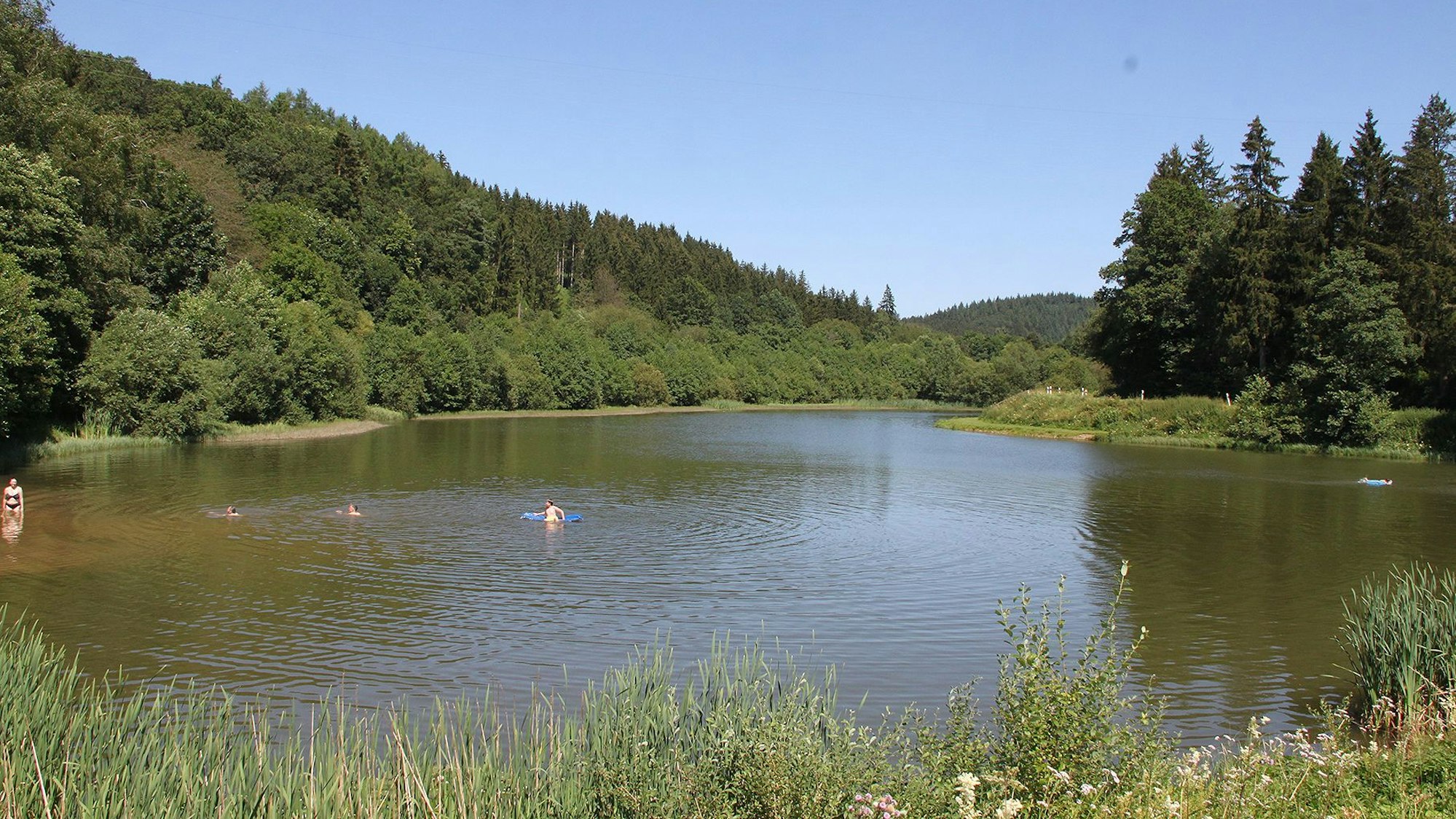Vier Schwimmer sind im kleinen Stausee Birbach oberhalb von Jünkerath am Waldrand.