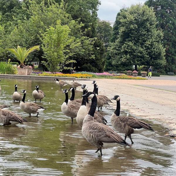 Kanadagänse im Rheinpark