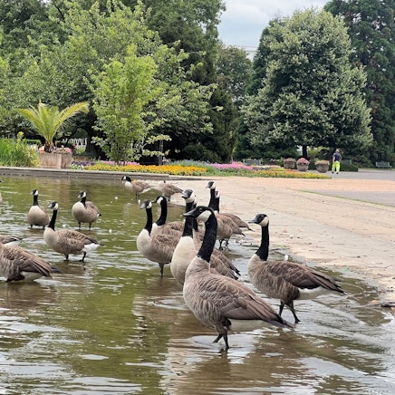 Kanadagänse im Rheinpark