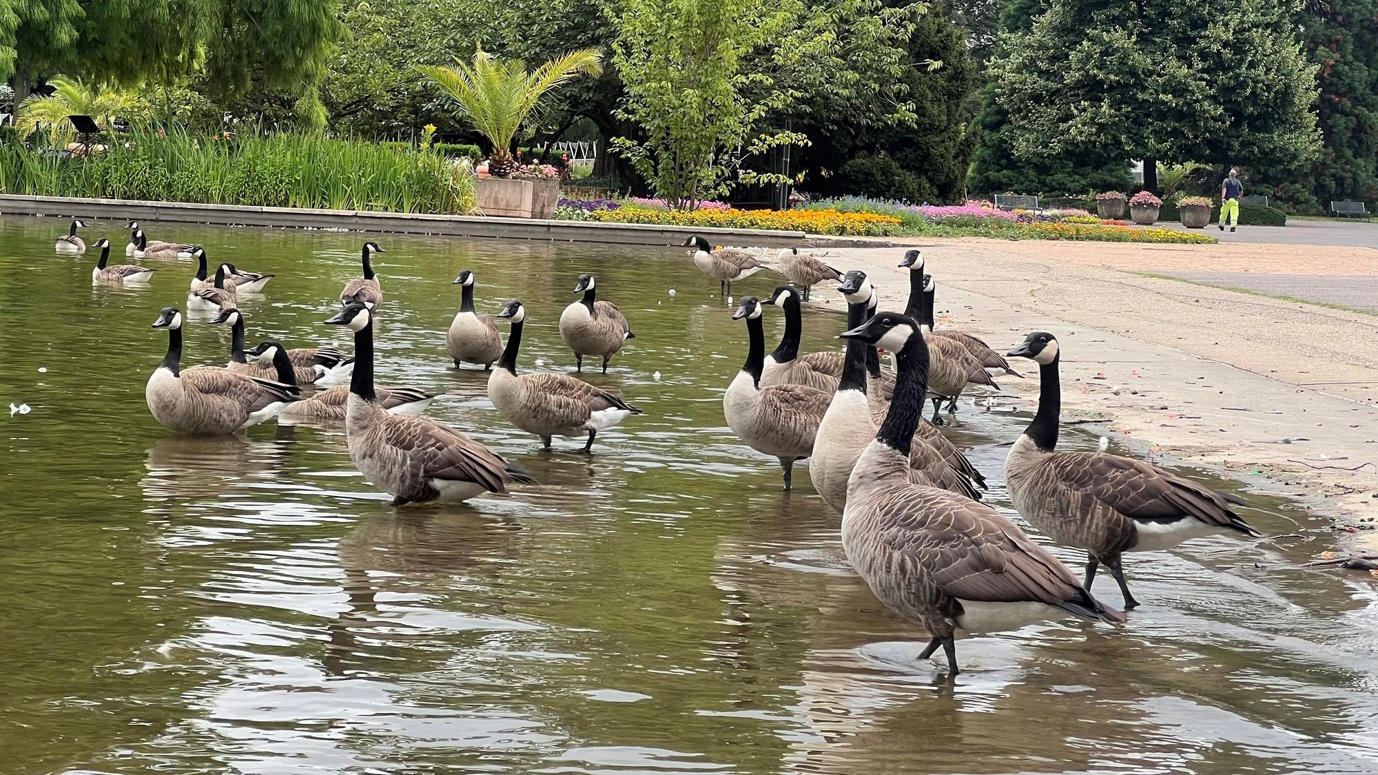 Kanadagänse im Rheinpark