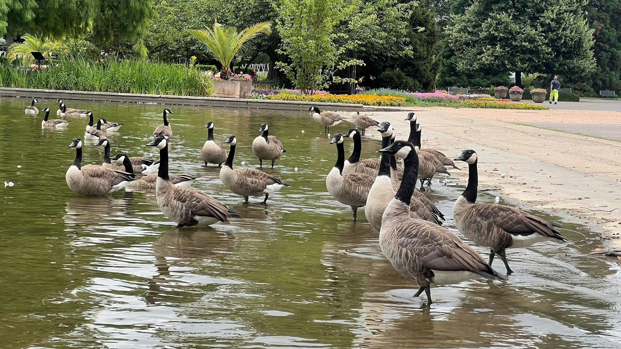 Kanadagänse im Rheinpark
