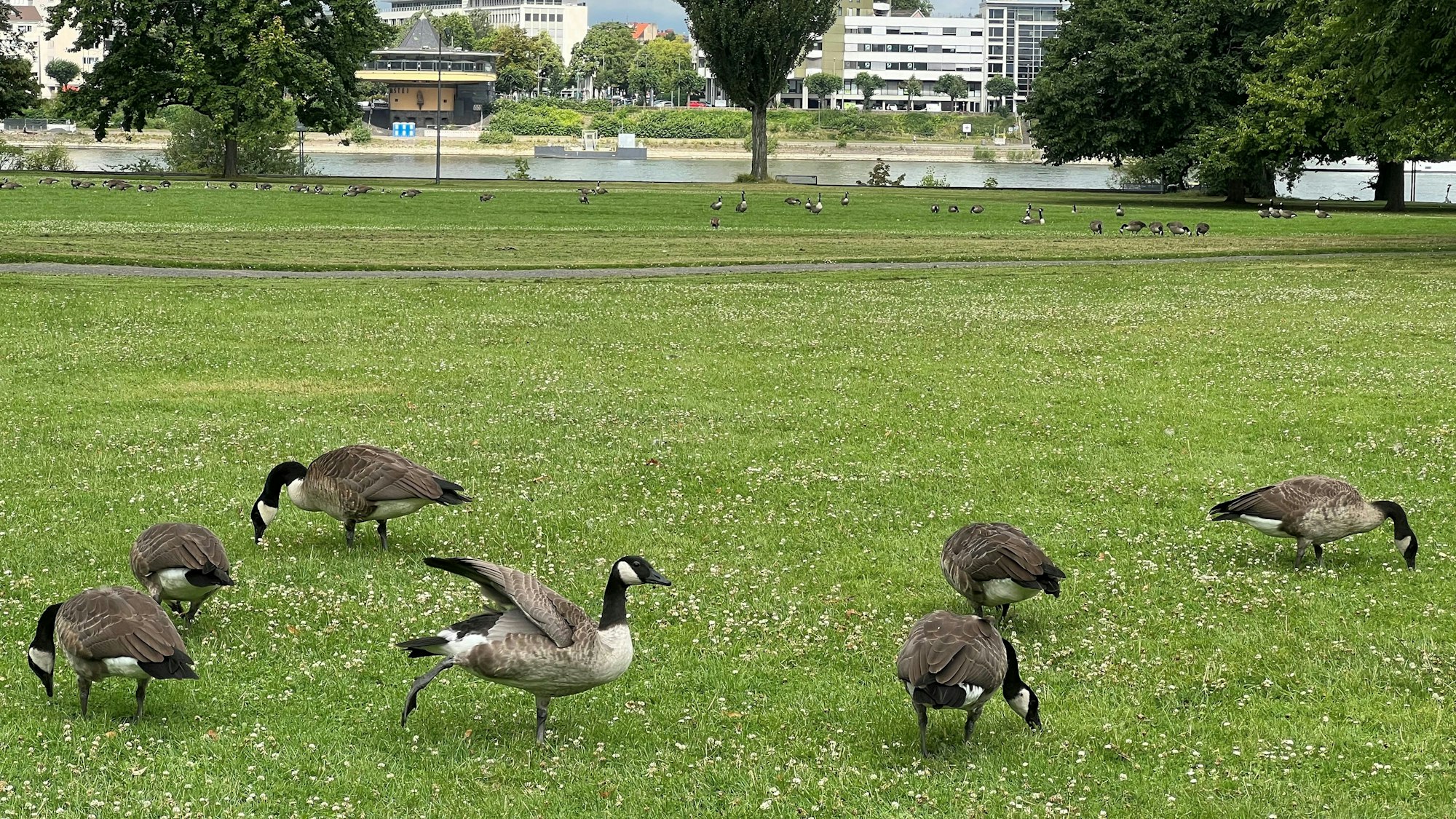 Kanadagänse im Rheinpark