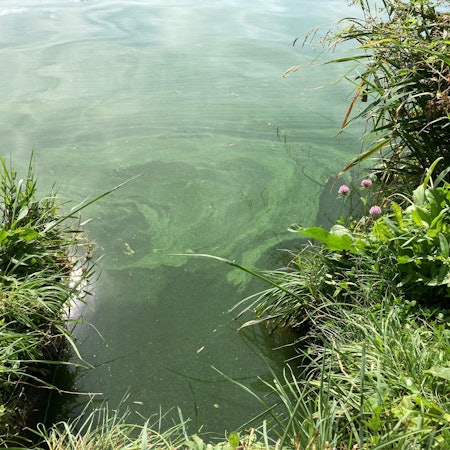Die Schlieren von Blaualgen sind auf einem Gewässer in zu sehen.