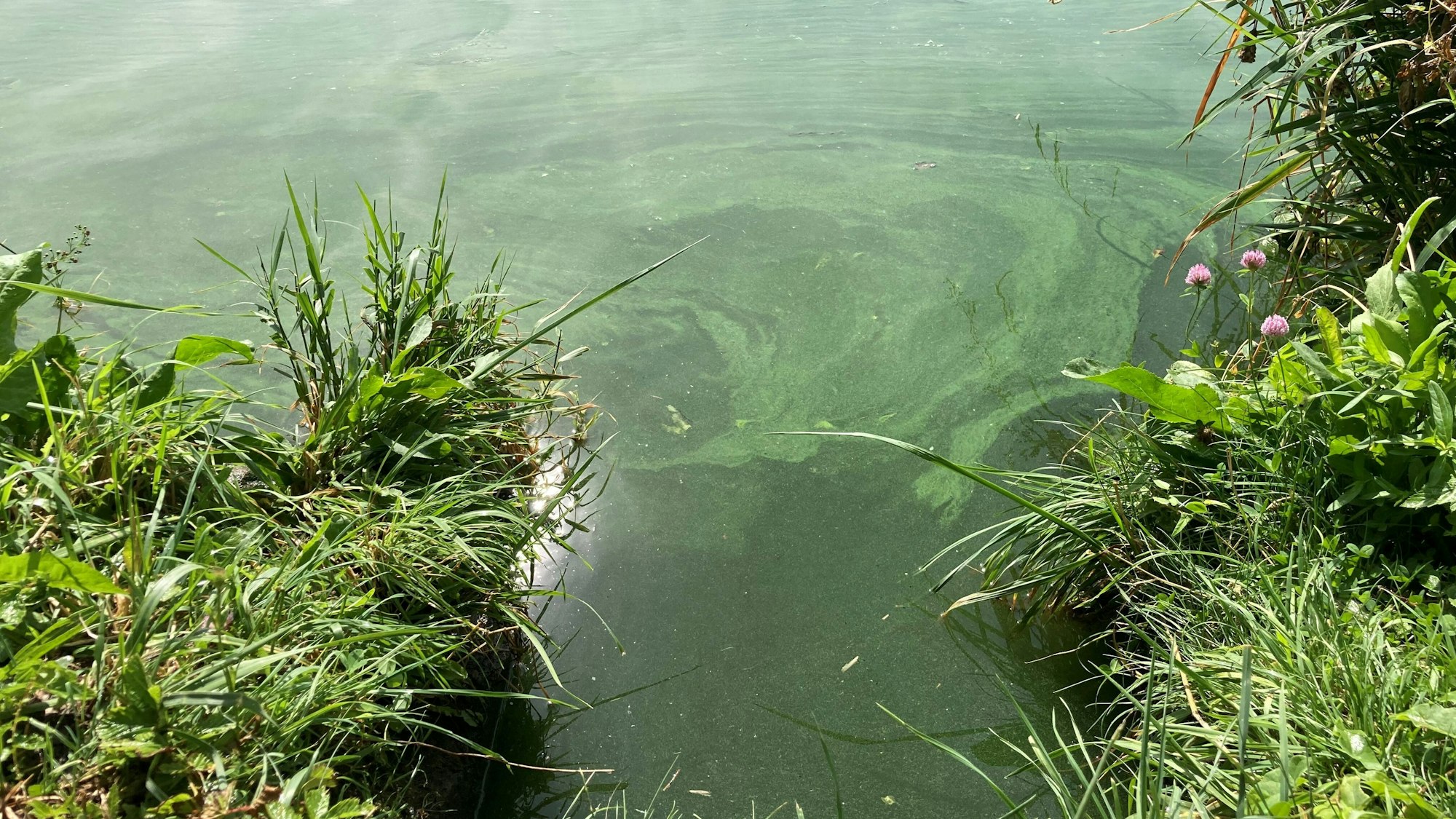Die Schlieren von Blaualgen sind auf einem Gewässer in zu sehen.