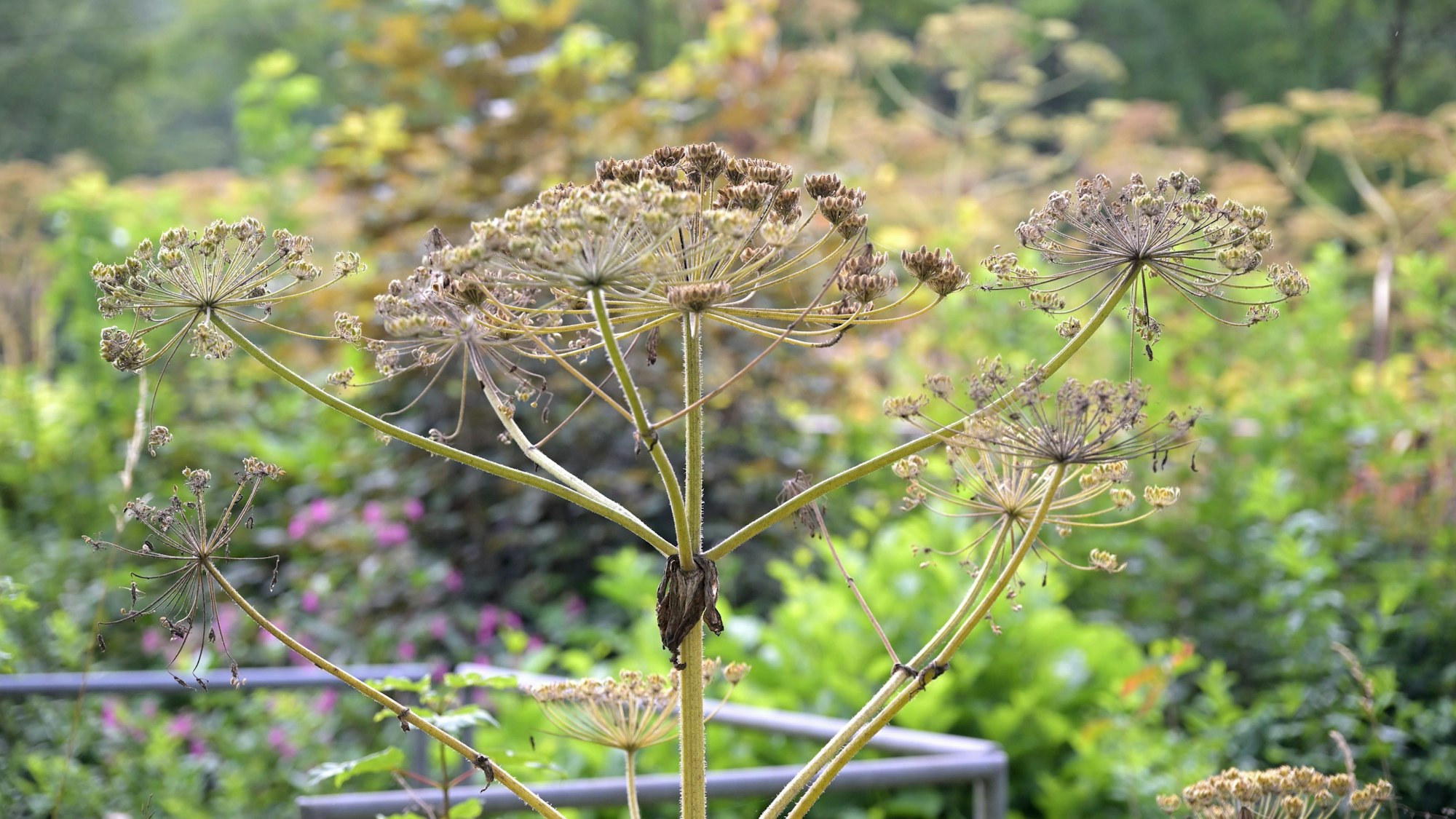 Unter anderem hinter der Hammermühle in Overath hat sich der Riesenbärenklau ausgebreitet.