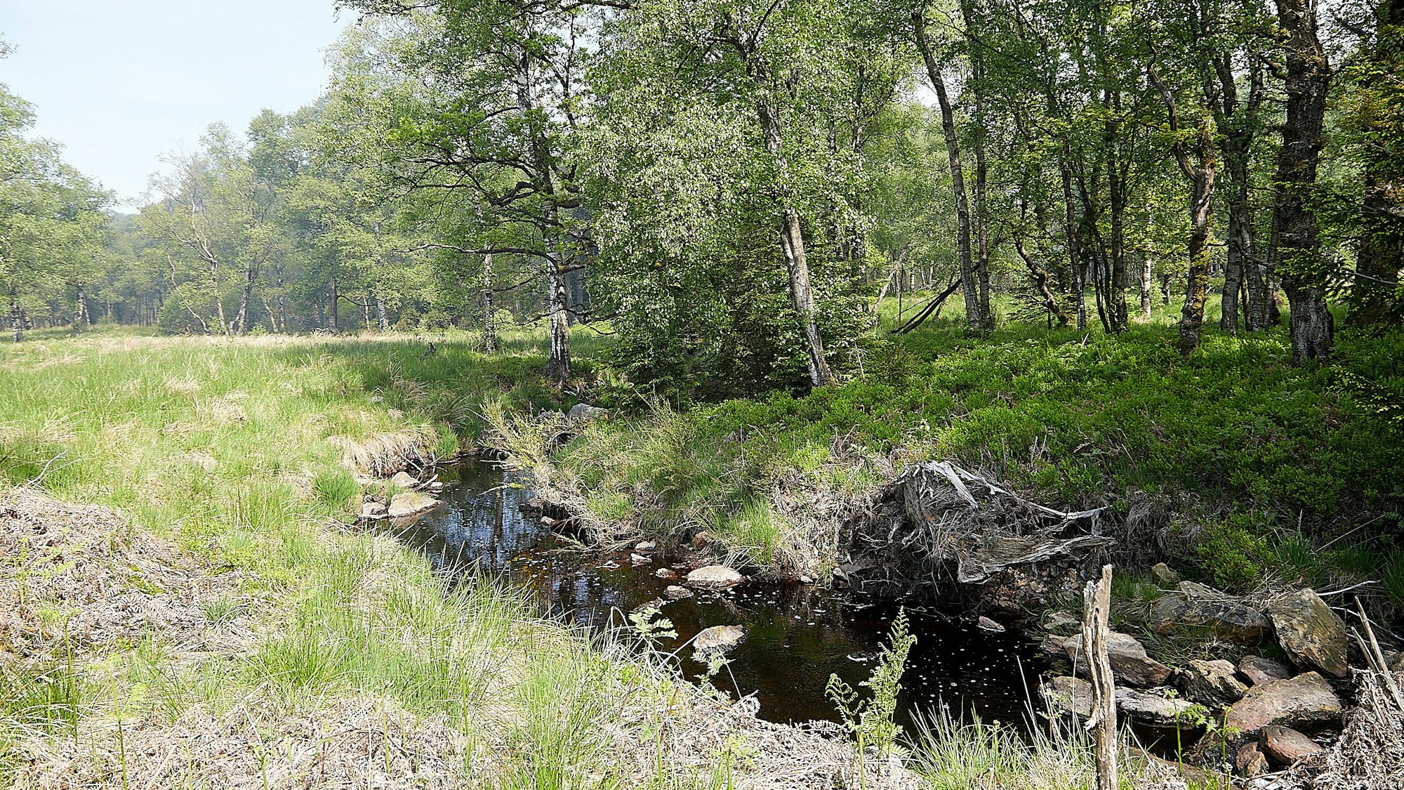 Blick in das Hohe Venn mit einem Wassergraben und Wald.