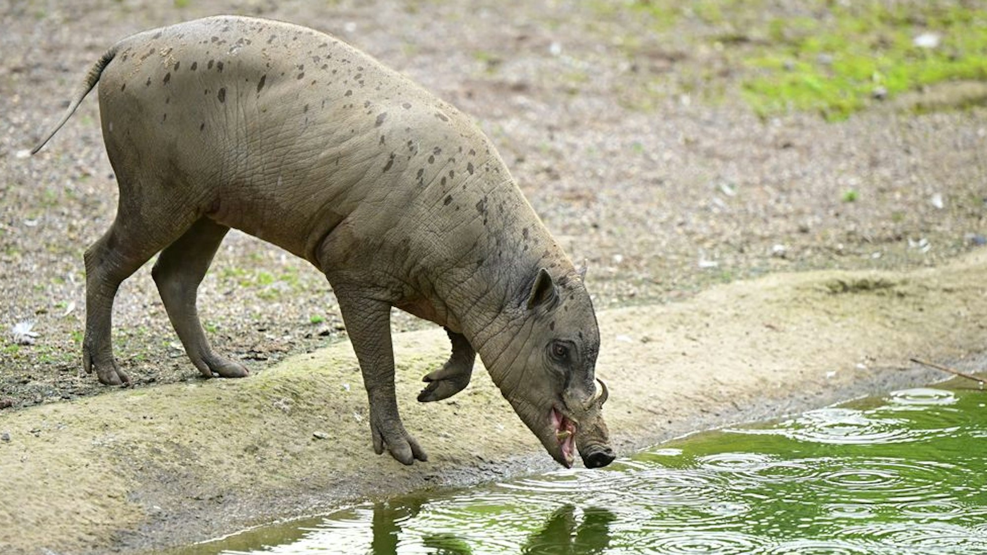 Der Hirscheber wurde in einem französischen Zoo geboren.