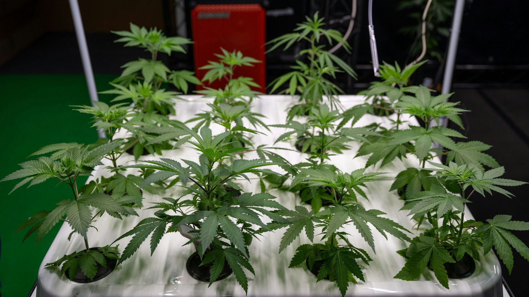 Hanfsämlinge stehen in einer Anlage mit Bewässerungssystem auf der Hanfmesse „Mary Jane“.