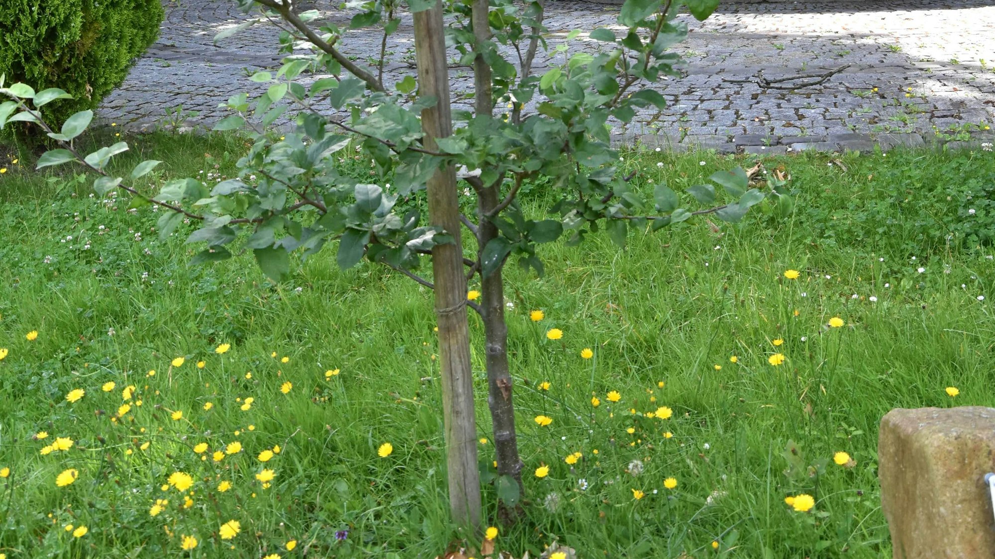 Ein kleiner Baum auf einer Wiese.