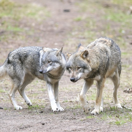 Wölfe laufen im Wildpark Schorfheide durchs Gehege.