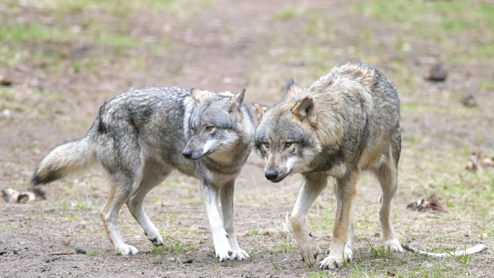 Wölfe laufen im Wildpark Schorfheide durchs Gehege.