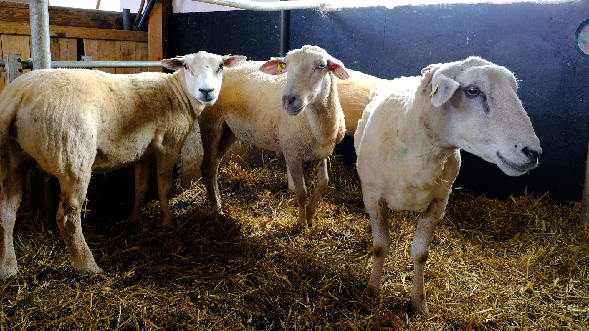 Drei an der Blauzungenkrankheit erkrankte Schafe stehen im Stall.