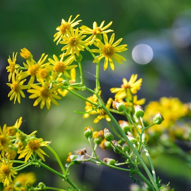 Gelb blühendes Jakobskreuzkraut.