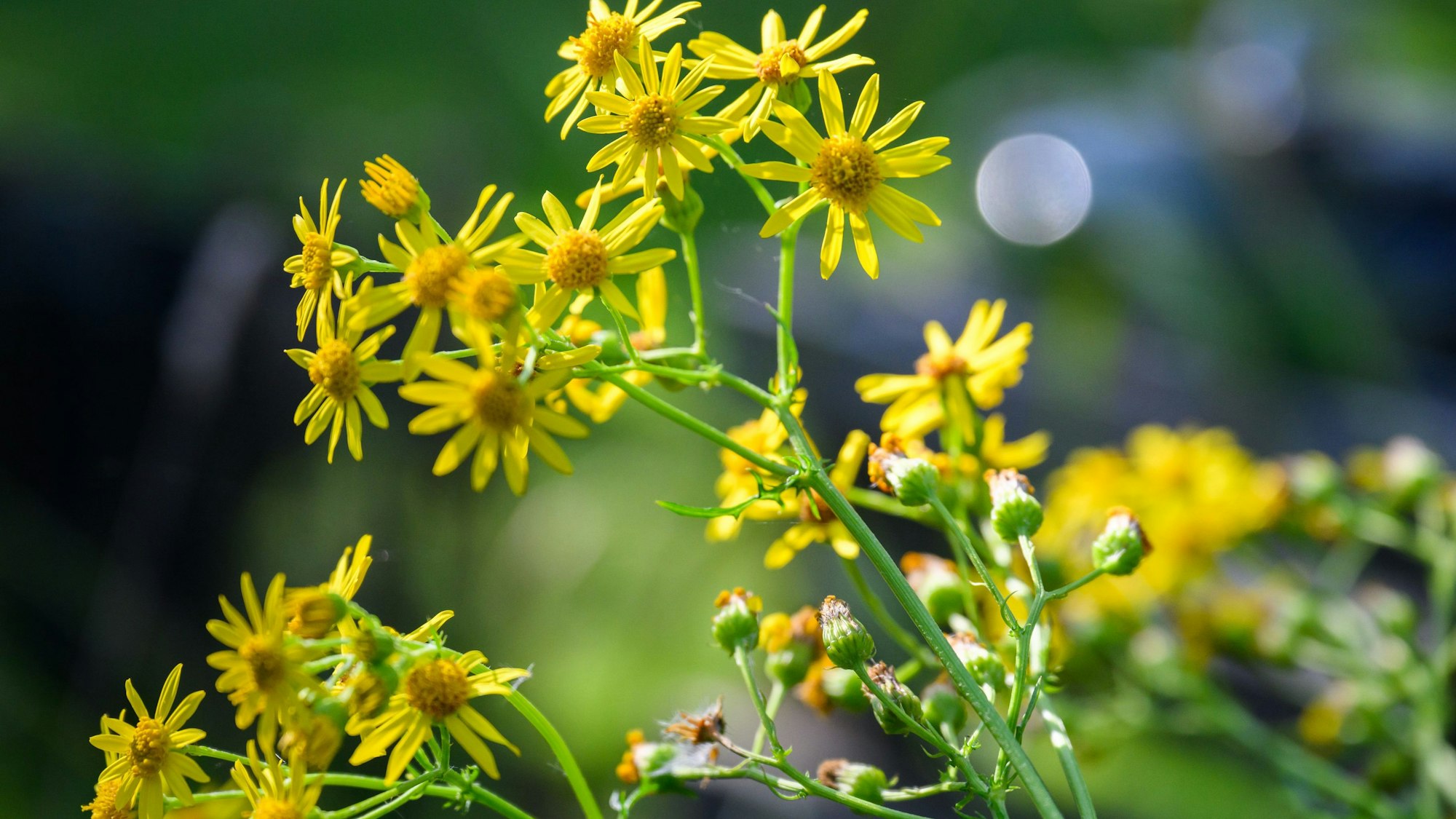 Gelb blühendes Jakobskreuzkraut.