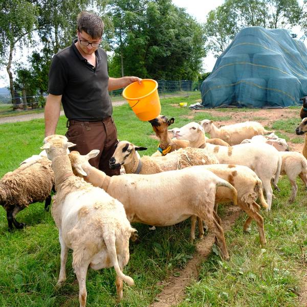 Schafhalter Matthias Förster aus Mechernich-Glehn inmitten seiner Schafherde. Im Hintergrund sind Siloballen zu sehen, die unter einer blauen Plane gelagert werden.